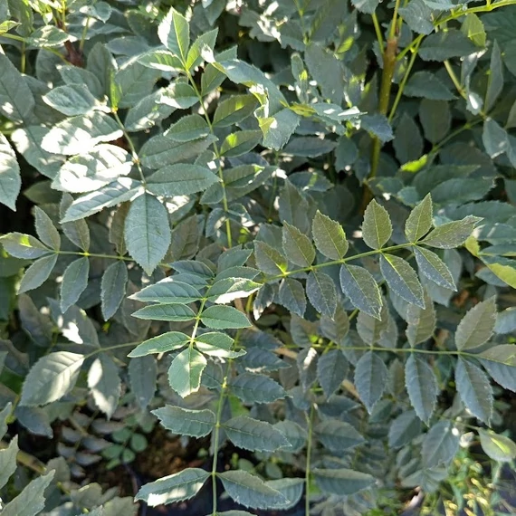 keskenylevelű kőris Fraxinus angustifolia