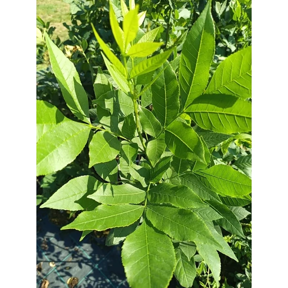 virágos kőris fa Fraxinus ornus