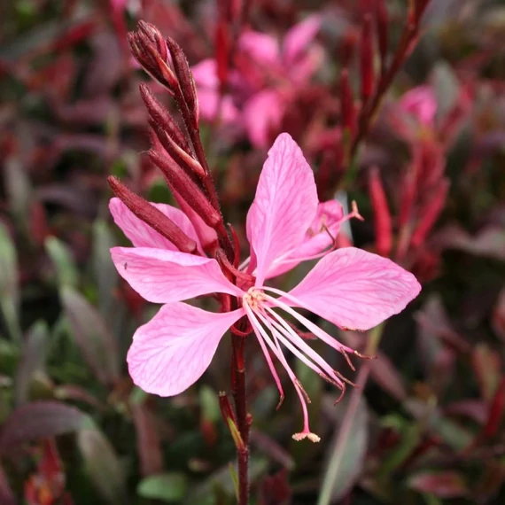 díszgyertya évelő Gaura Sunset Dreams