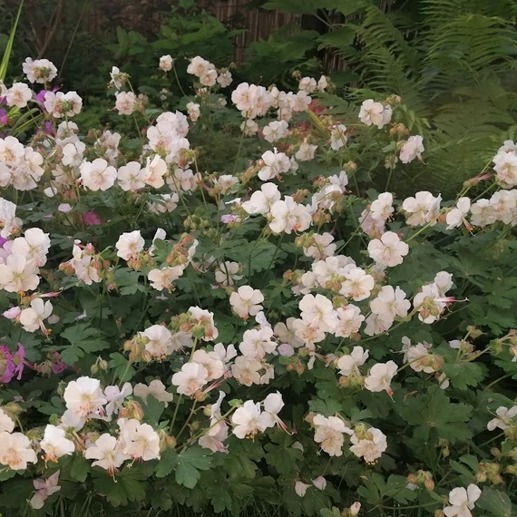 angol gólyaorr évelő Geranium cantarigense Biokovo