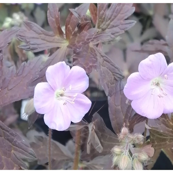 bordólevelű évelő gólyaorr Geranium maculatum Elisabeth Ann