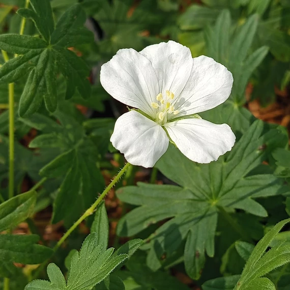 fehér évelő gólyaorr Geranium sanguineum Album