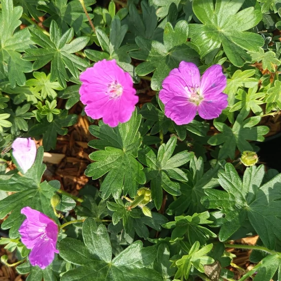 piros gólyaorr évelő Geranium sanguineum Max Frei