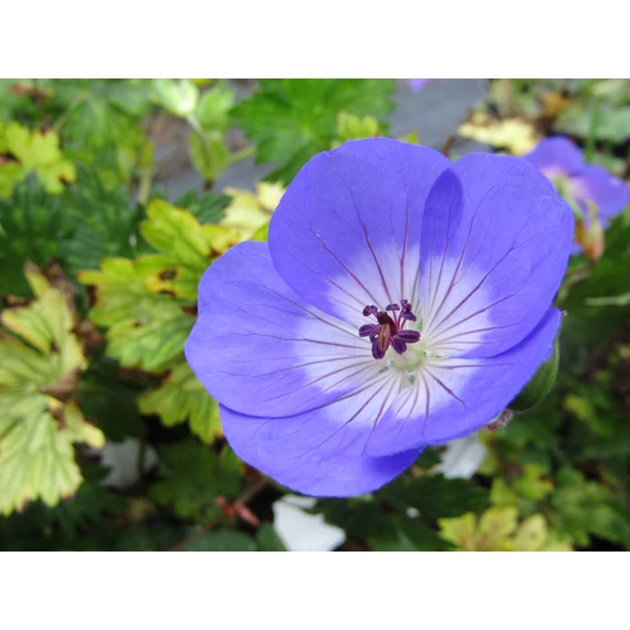 Geranium Rozanne (Kékvirágú gólyaorr)