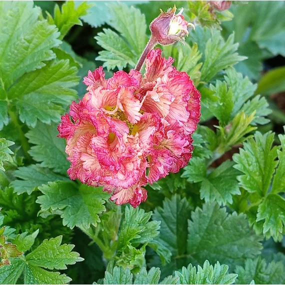 rózsaszín teltvirágú gyömbérgyökér évelő Geum Bohema Pink