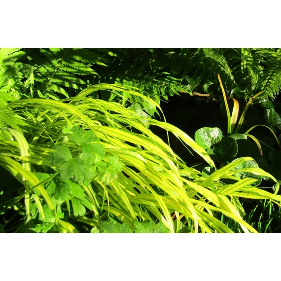 Hakonechloa macra Aureola (Arany szálkafű)