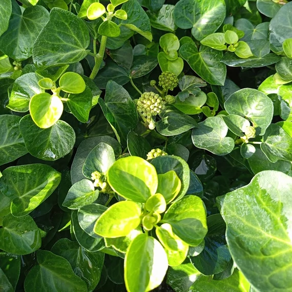 cserjés borostyán Hedera hibernica Arbori Compact