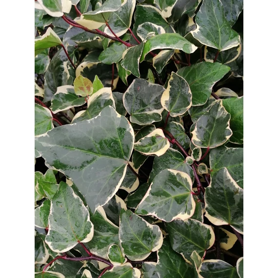 Hedera canariensis Glorie di Marengo (Fehértarka levelű borostyán)