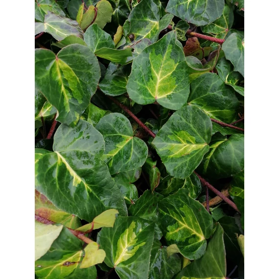 Hedera colchica Sulphur Heart (Sárgatarka levelű kaukázusi borostyán)