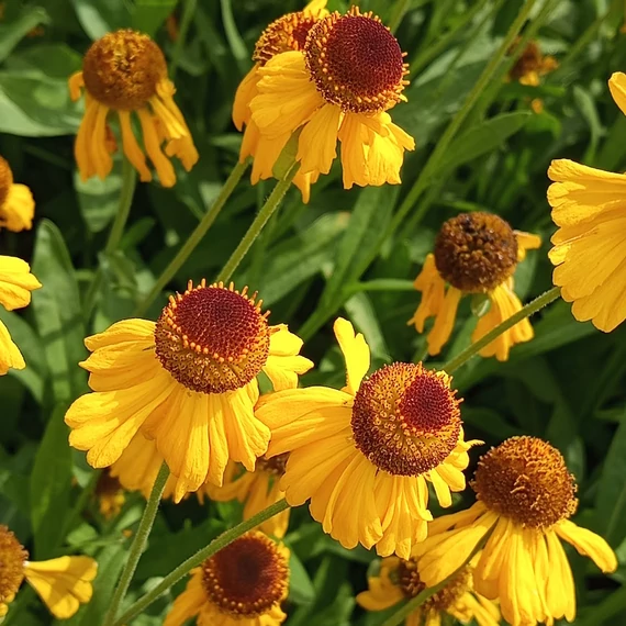 magas évelő napfényvirág Helenium The Bishop