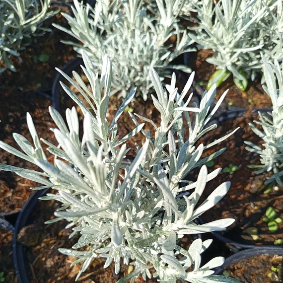 olasz szalmagyopár évelő Helichrysum italicum Korma