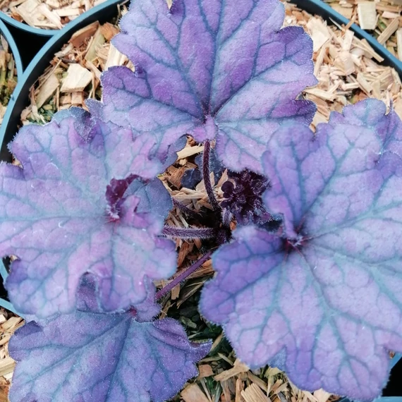 lilásbordó évelő tűzeső Heuchera Forever Purple