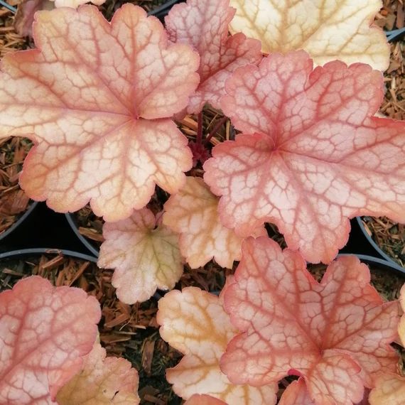 vöröslevelű évelő tűzeső Heuchera Paprika
