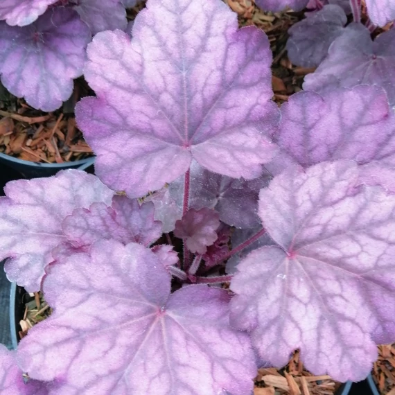 lilásbordó évelő tűzeső Heuchera Wild Rose