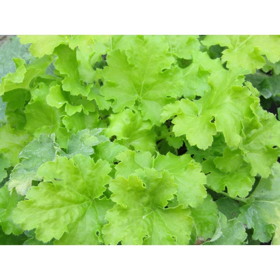 Heuchera Lime Marmalade (Limezöld tűzeső)