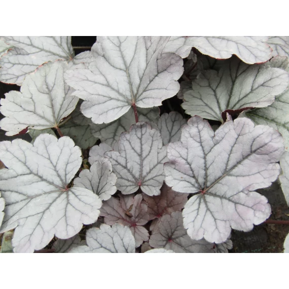 Heuchera Silver Gumdrop (Ezüstöslevelű tűzeső)