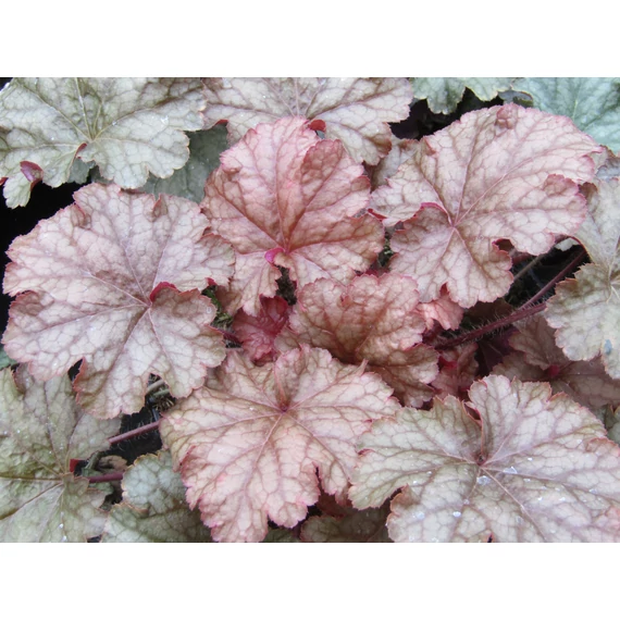 Heuchera World Caffe  Americano (Márványozott levelű tűzeső)