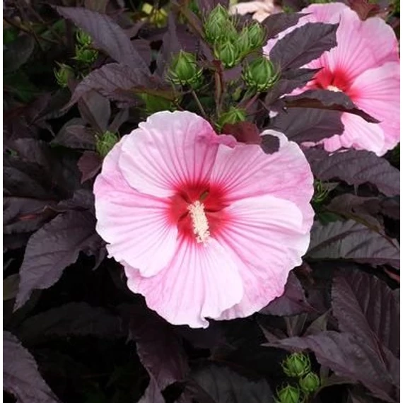 bordólevelű mocsári mályva Hibiscus moscheutos Starry Night