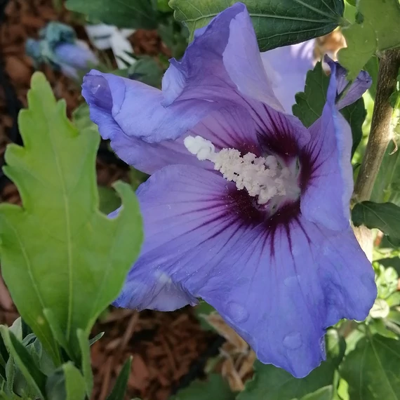 kék virágú szíriai mályva cserje Hibiscus syriacus Oiseau Bleu