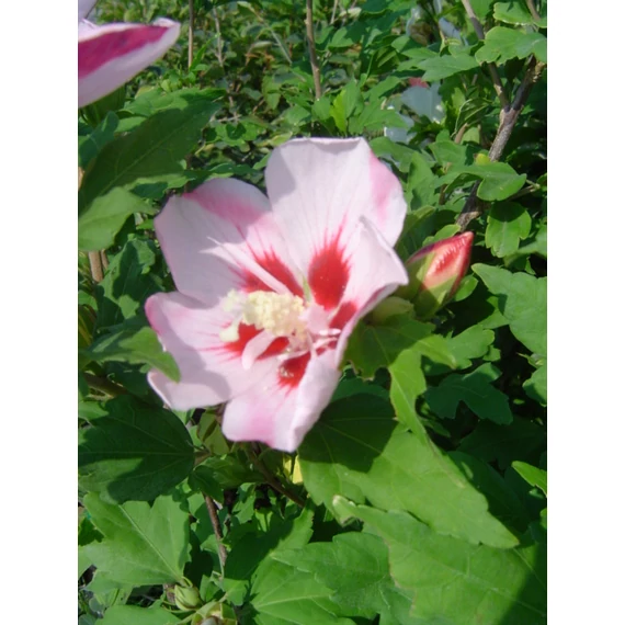 Hibiscus syriacus Hamabo (Szíriai mályvacserje)