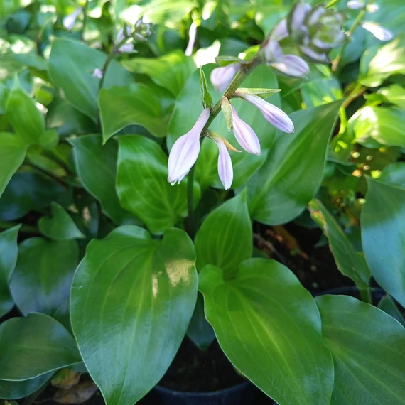 árnyékliliom évelő Hosta Red Stopper