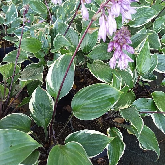 árnyékliliom évelő Hosta Sorbet