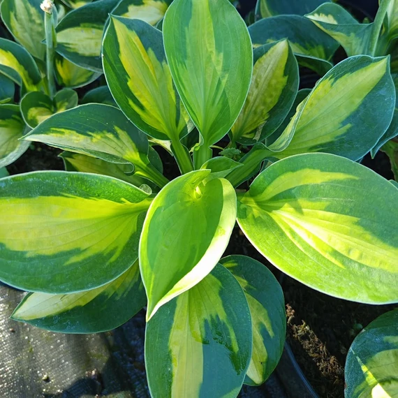 sárga-zöld-levelű-árnyékliliom-Hosta-Sunset-Groeves