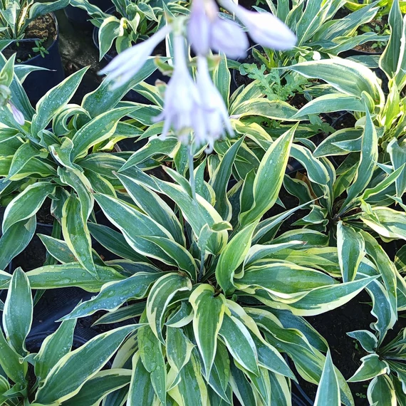 krémfehér szegélyű árnyékliliom évelő Hosta Wolverine