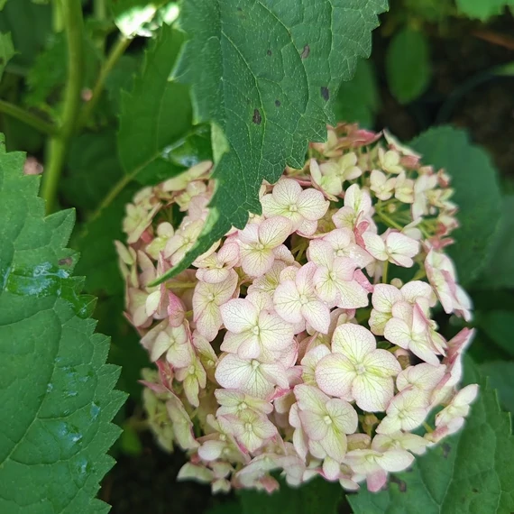 cserjés hortenzia Hydrangea arborescens Cadybelle Bubblegum