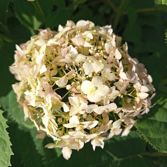 cserjés hortenzia cserje Hydrangea arborescens Candybelle Marshmellow