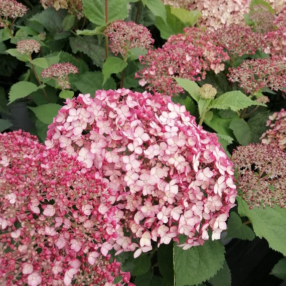 rózsaszín virágú cserjés hortenzia Hydrangea arborescens Sweet Annabelle