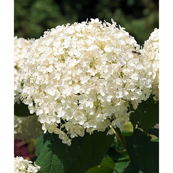 cserjés hortenzia cserje Hydrangea arborescens Strong Annabelle