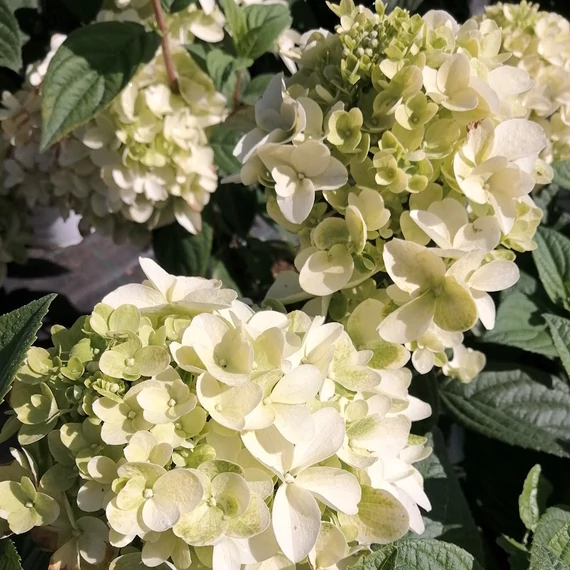 bugás hortenzia cserje Hydrangea paniculata Pinkachu