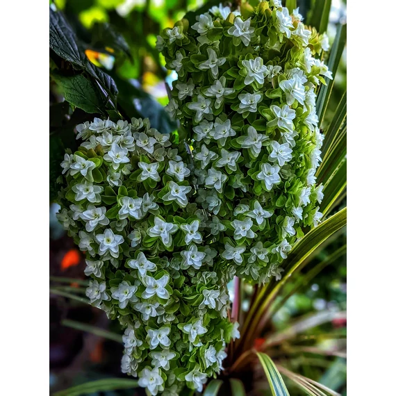 tölgylevelű hortenzia cserje Hydragea quercifolia Black Porch