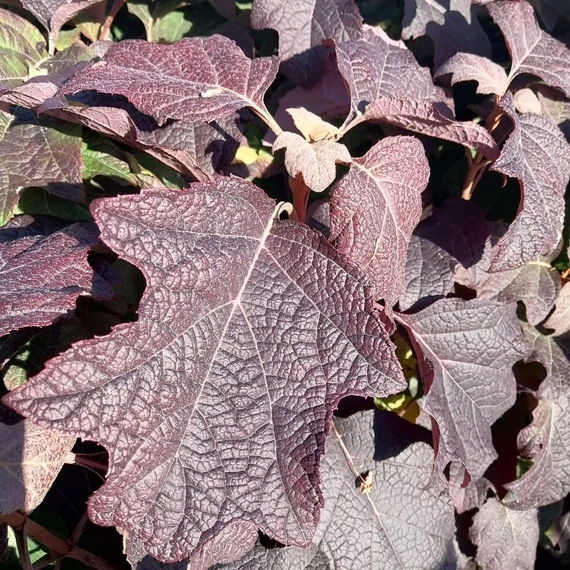 tölgylevelű hortenzia Hydrangea quercifolia Burgundy