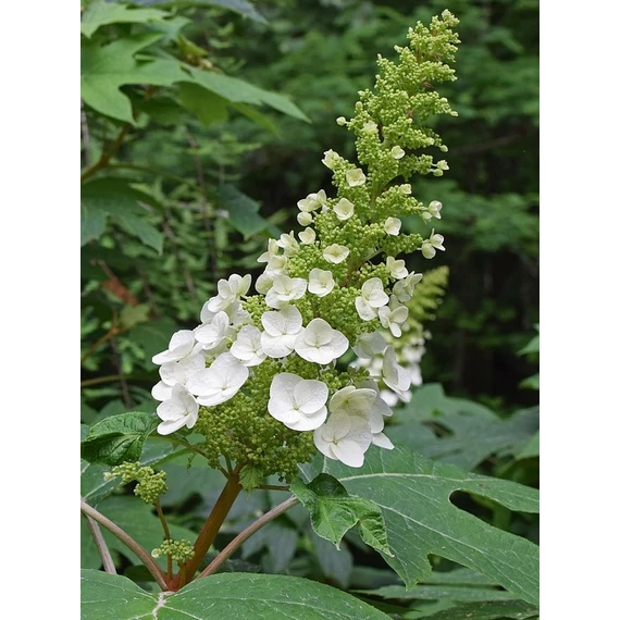 tölgylevelű hortenzia cserje Hydrangea quercifolia Jet Stream