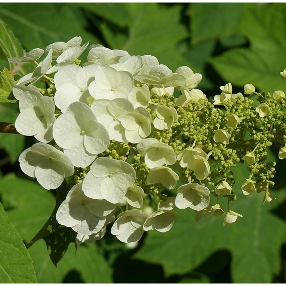 tölgylevelű hortenzia cserje Hydrangea quercifolia Tennessee Clone