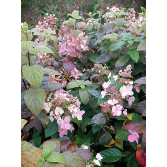 Hydrangea paniculata Pink Diamond (Bugás hortenzia)