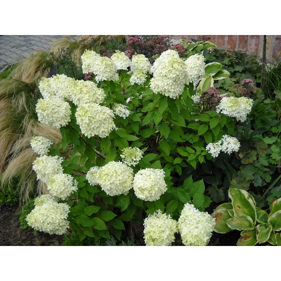 Hydrangea paniculata Limelight (Bugás hortenzia)