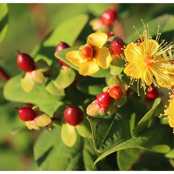 piros bogyós orbáncfű cserje Hypericum inodorum magical lighting