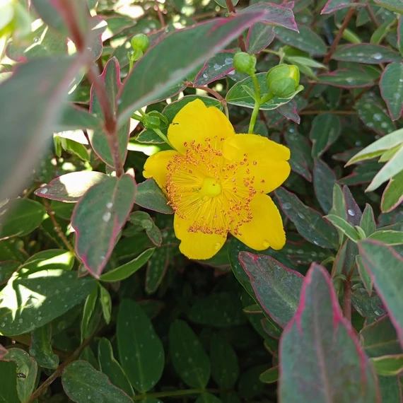 tarka levelű orbáncfű Hypericum x moserianum Tricolor