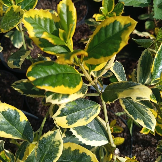 sárgatarka magyal cserje  Ilex x altaclarensis Golden King