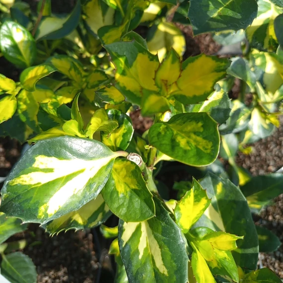 sárgatarka magyal cserje  Ilex x altaclarensis Lawsoniana