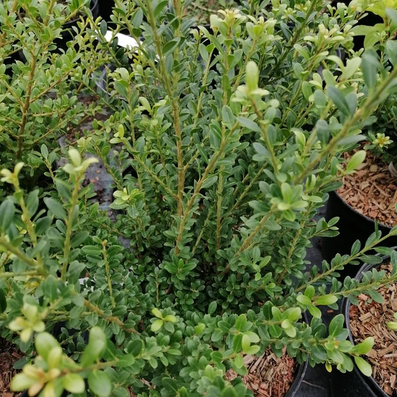 törpe magyal ilex crenata glorie dwarf