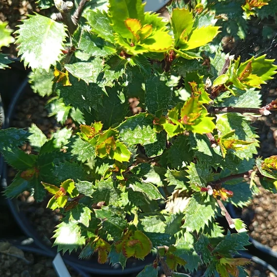 törpe magyal cserje Ilex x meservae Little Pirate