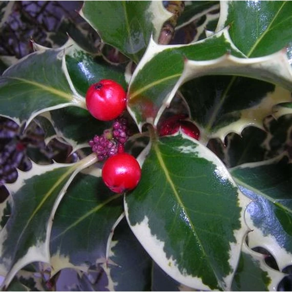 Ilex aquifolium Argenteo Marginata (Fehértarka levelű magyal)