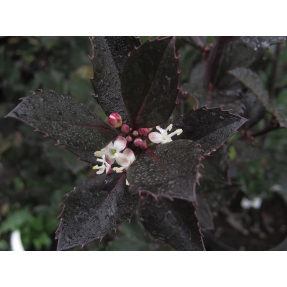 Ilex x meserveae Heckenblau (Kékeslila levelű magyal)