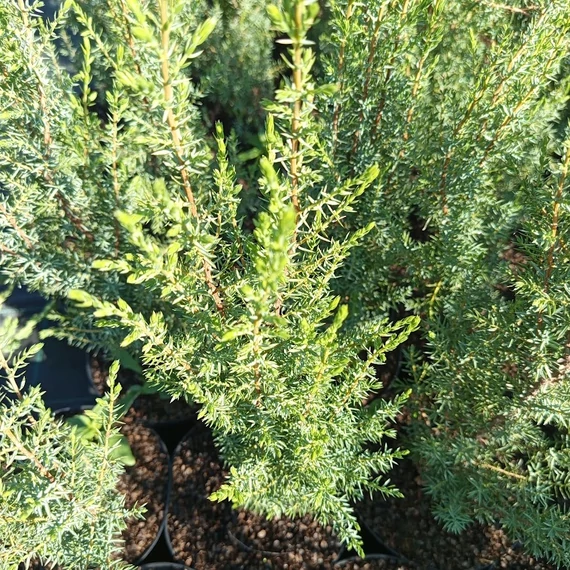 oszlopos közönséges boróka Juniperus communis Arnold