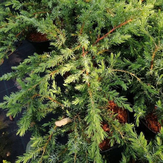 terülő-fövenyboróka-Juniperus-conferta-Schlager