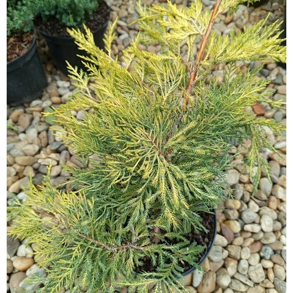 sárga terülő boróka Juniperus x pfitzeriana Gold Star